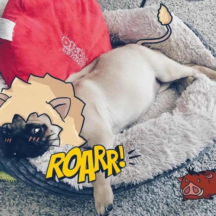 The Lion Pug