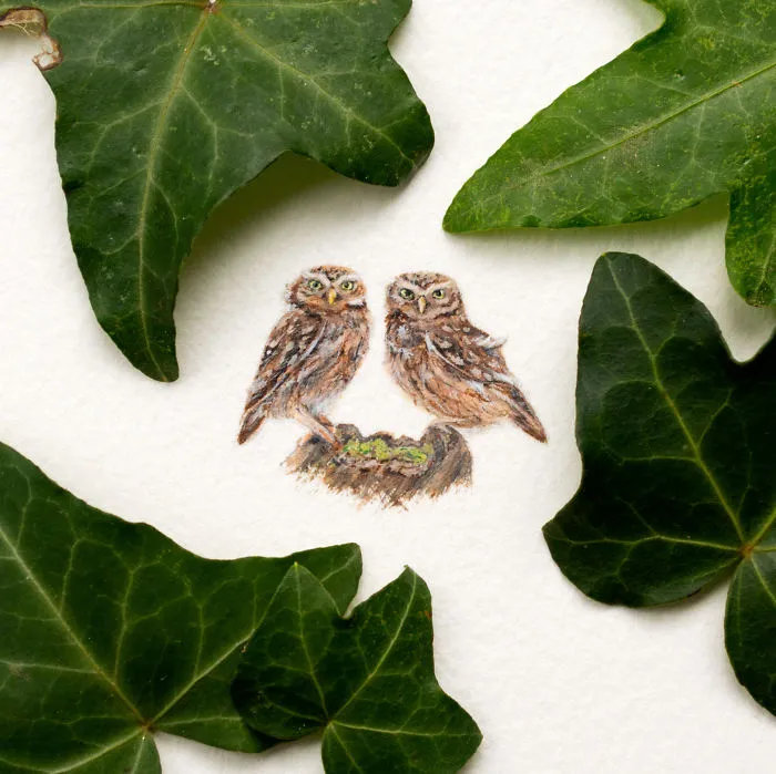 Owls