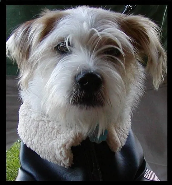 A small dog wearing a jacket, sitting outdoors.