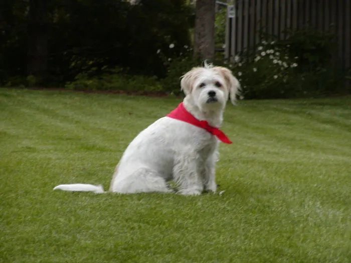 A white dog with red bandana sitting on green grass.