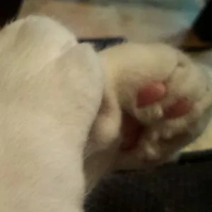 Catpawsarethebest