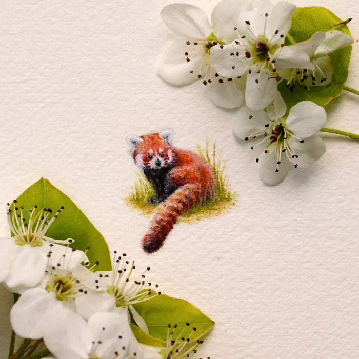 Red Panda. One Of My Earlier Works- But Still One Of My Favourites.