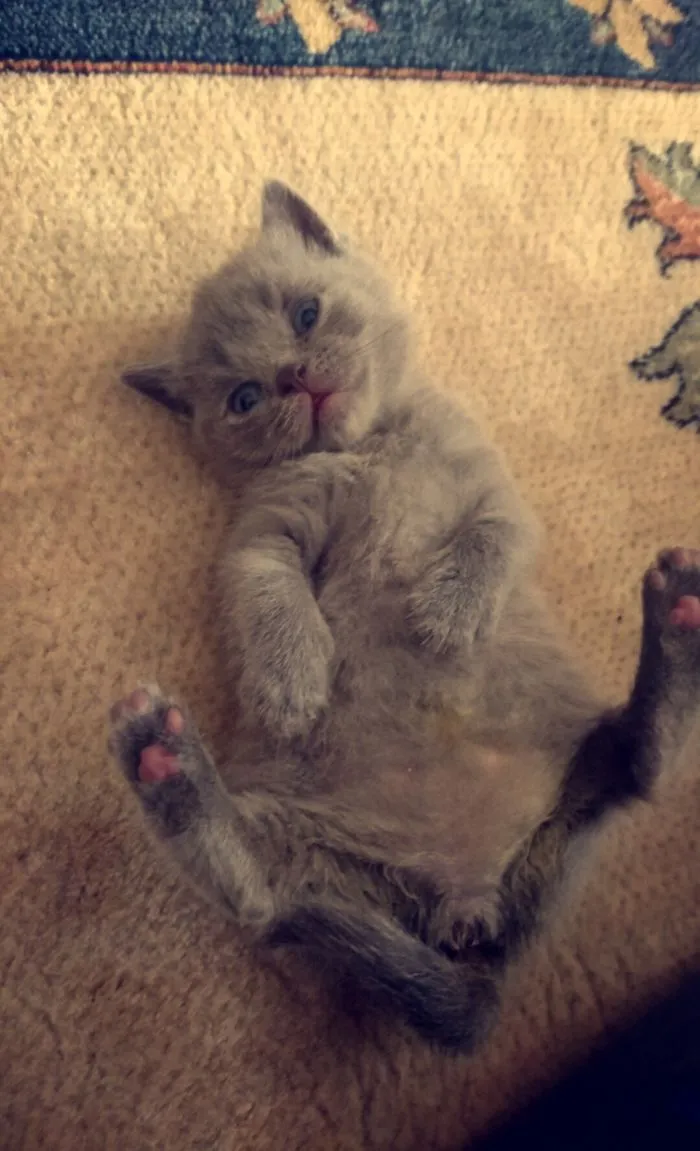 Leydi