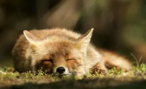 The Dune Foxes Of The Netherlands