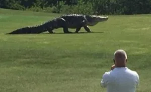 Giant Alligator Was Spotted Casually Roaming A Golf Course In Florida
