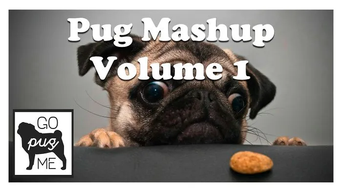 Pug Mashup, The Reason We Love Pugs!