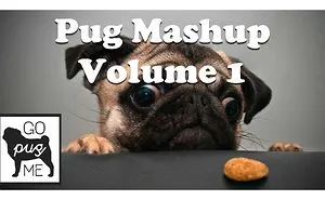 Pug Mashup, The Reason We Love Pugs!