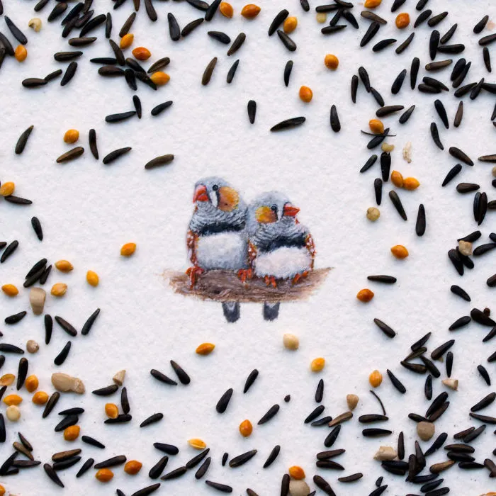 Zebra Finches