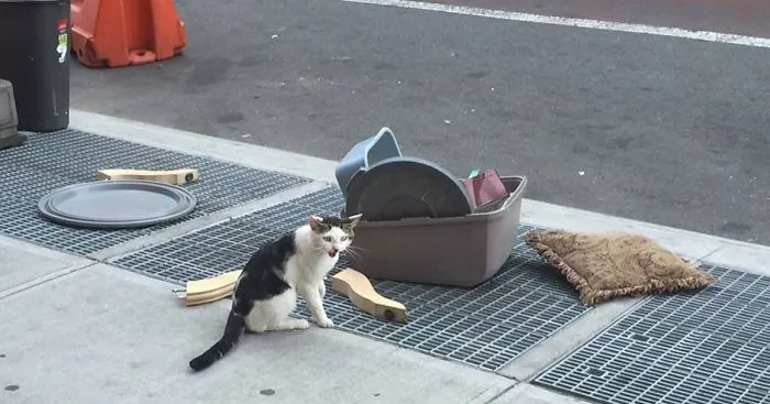 Someone Dumped A Cat On The Street With His Litter Box