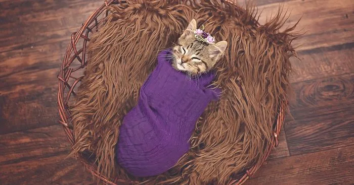 Daughter Demands Newborn Photoshoot For Her Stray Kitty, Mother Delivers