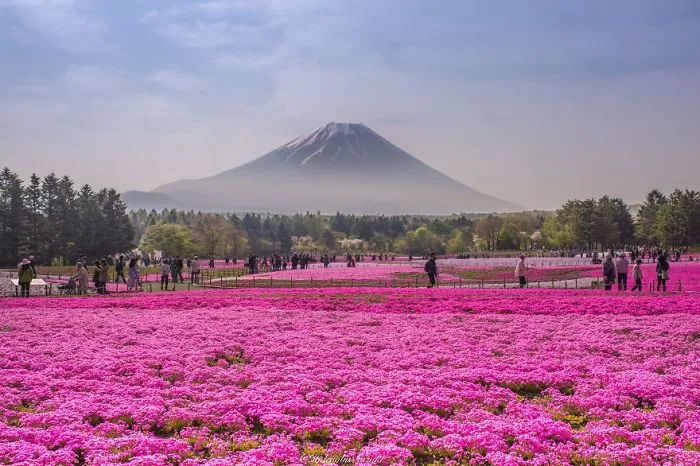 Fields Of Shibazakura