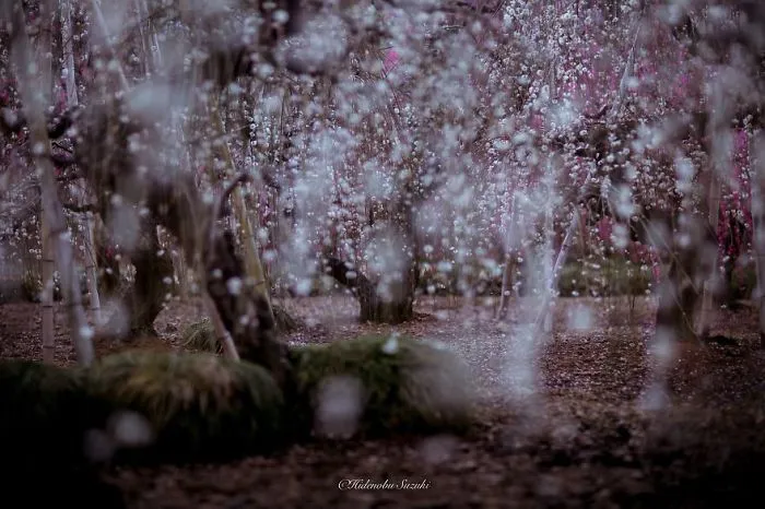 Spring In Japan