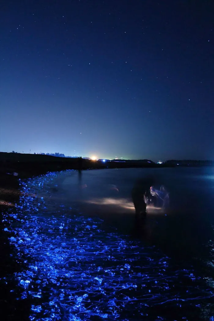 Bioluminescent Firefly Squid Illuminate The Toyama Bay