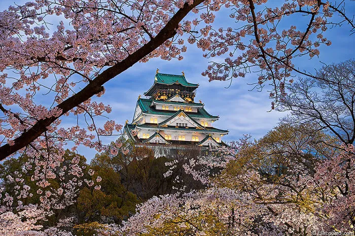 Cherry Blossoms Swirl Around The  Osaka Castle