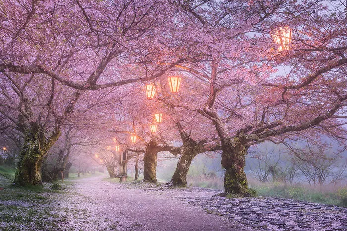 Rainy Day In Osaka