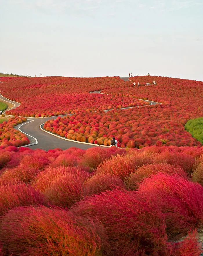 Autumn In Hitachi Seaside Park
