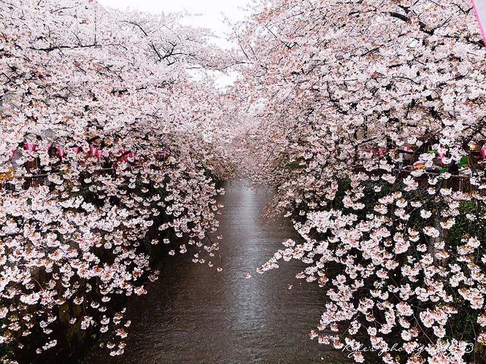 Blooming Cherries