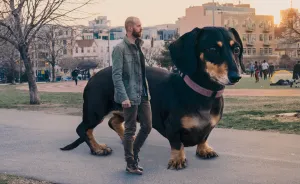 If My Small Dog Was As Big As She Thinks She Is
