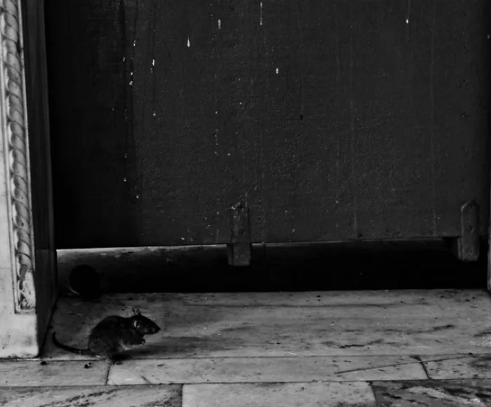 A Visit To The Mouse Temple Of India