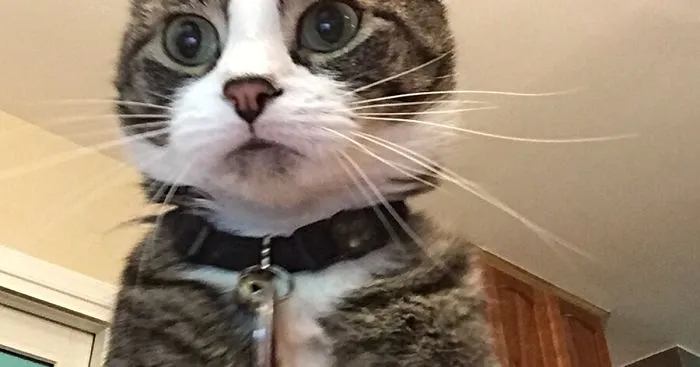 "My Laptop Is Set Up To Take A Picture After 3 Incorrect Password Attempts"