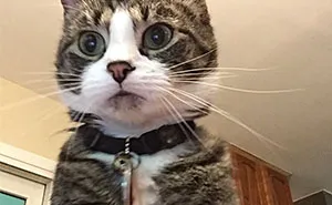 "My Laptop Is Set Up To Take A Picture After 3 Incorrect Password Attempts"
