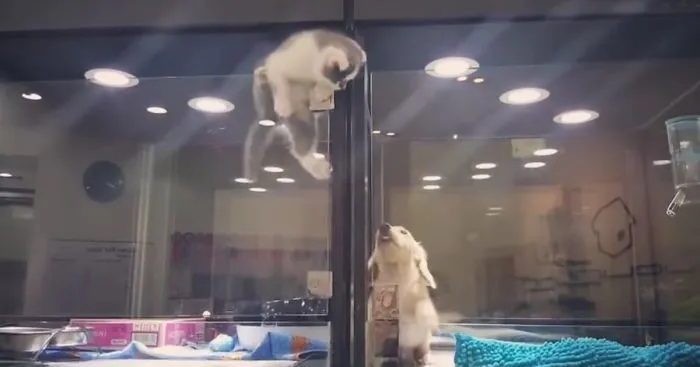 Kitten Escapes Pet Store Display To Meet Its Lonely Dog Friend