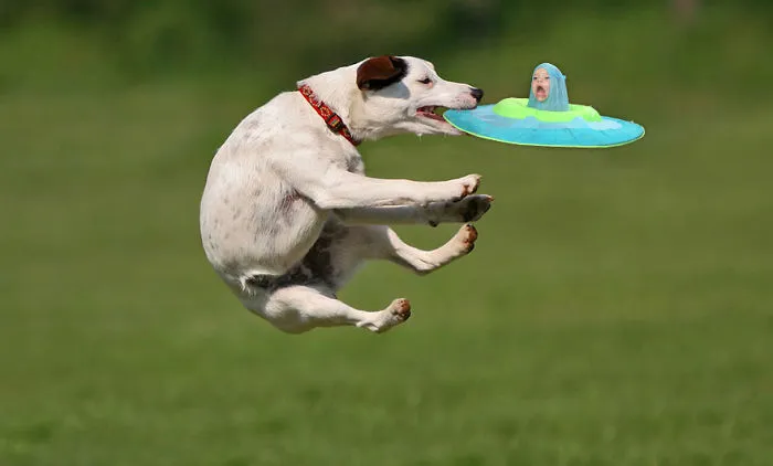 Frisbee Game