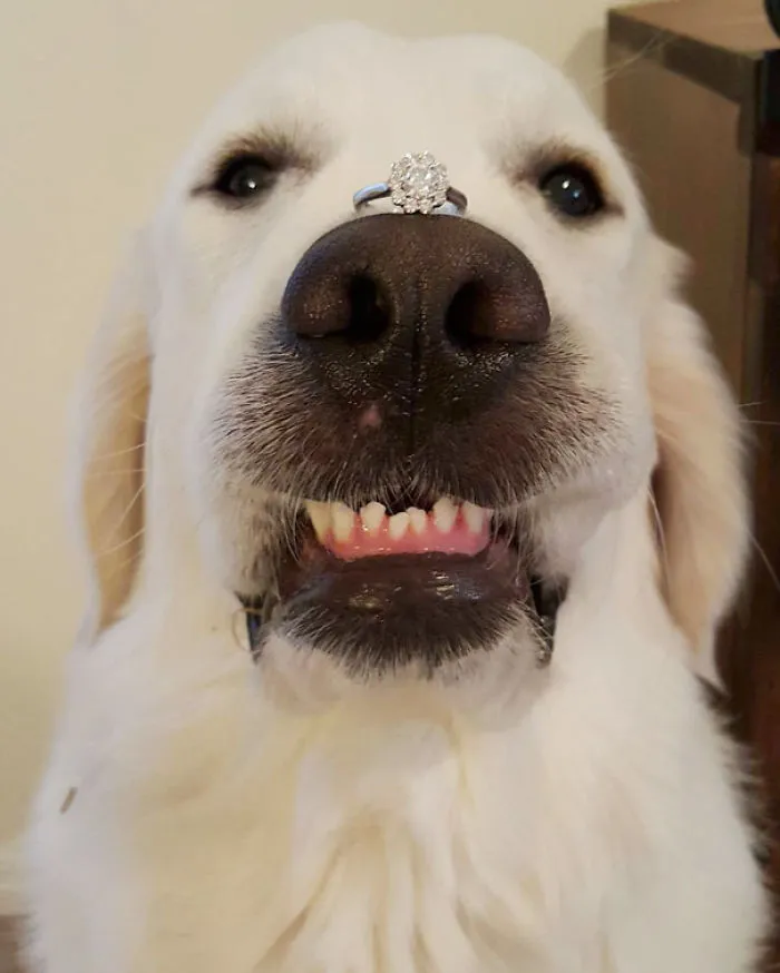 Funny Dog Engagement Announcement