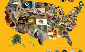The Cutest Animal From Every U.s. State