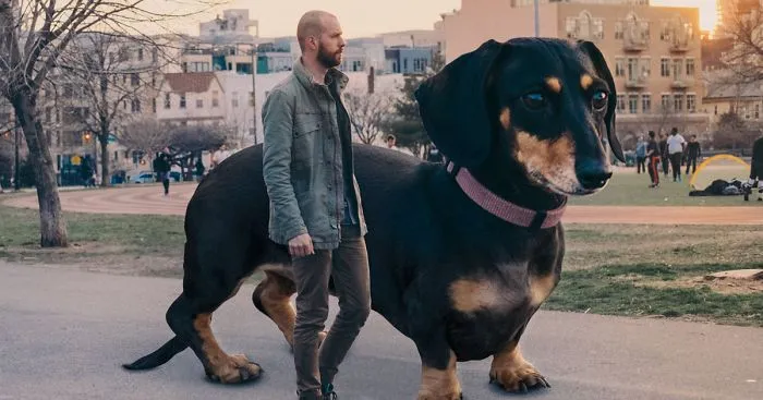 If My Small Dog Was As Big As She Thinks She Is