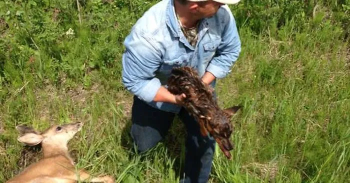 Man Sees Dying Deer On Road, Stops His Car To Perform C-Section To Save Her Baby