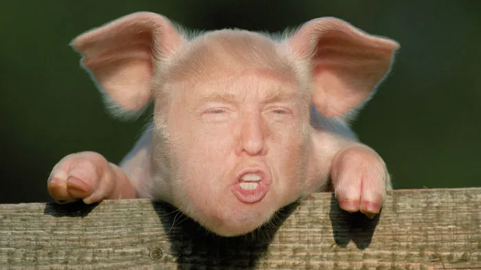 A Photo Collection Of Donald As Things