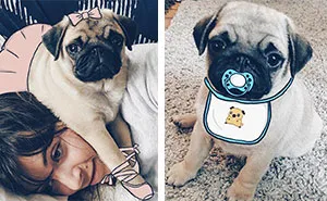 My Girlfriend And I Love To Doodle On Our Pug’s Face (24 Pics)