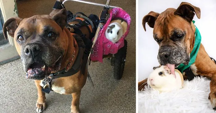 Senior Boxer And His Guinea Pig Sidekick Are The Batman & Robin Of The Animal World