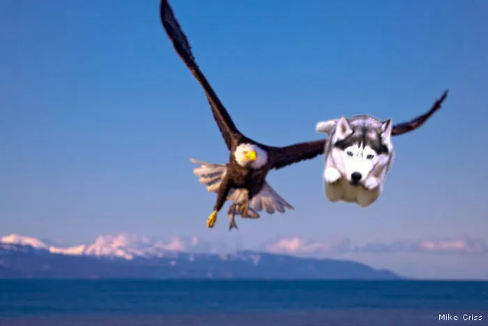 Husky Just Won A Drag Race With The Eagle!