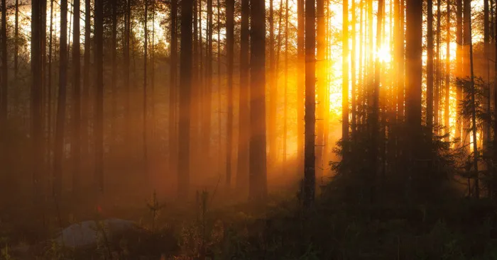 I Have Photographed The Magical Forests Of Finland