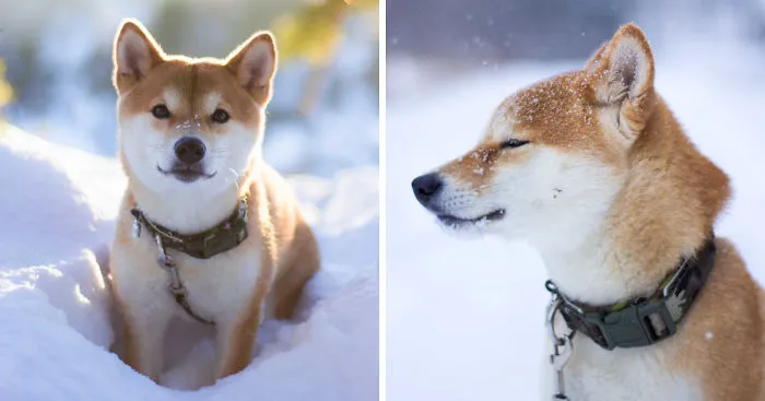 My Dog's Endless Love For Snow That I Photographed Last Winter