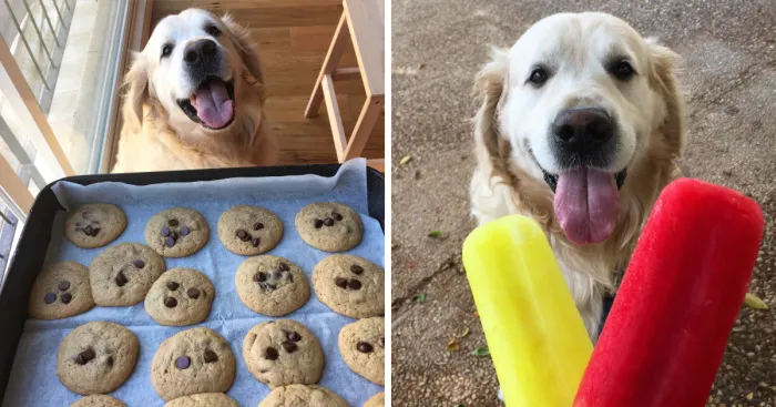 Golden Retriever Thomas Is A Real Foodie Dog
