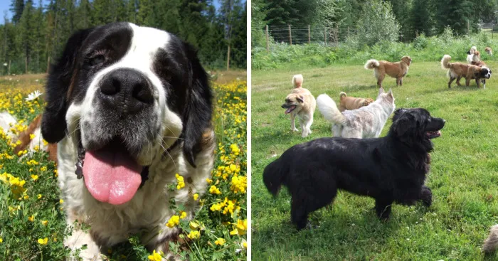 After Adopting Our First Dog We Had No Idea We'll End Up With 45 Of Them