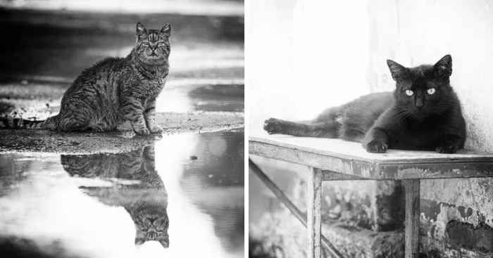 I Take Photos Of Stray Cats To Raise Awareness Of Abandoned Pets