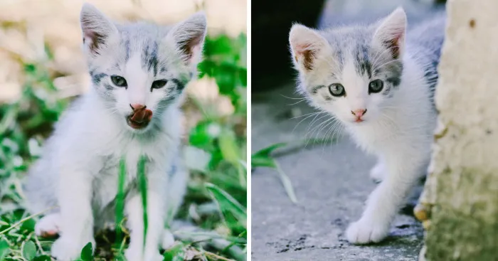 I Combine My Love For Photography And Cats To Reveal Their Personality