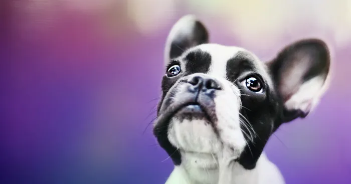 I Photograph The Emotions That You See In Dogs' Eyes
