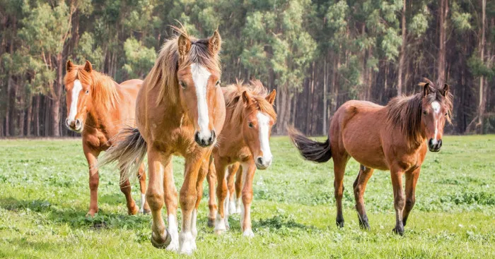 I Photographed Australia's Wild Brumbies And Fell In Love