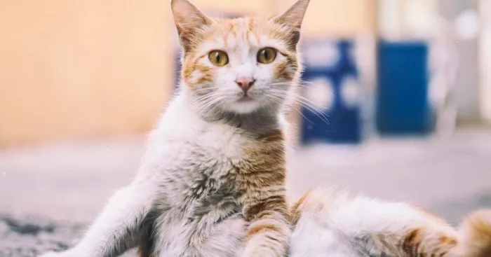 I Documented The Life Of A Homeless Cat For A Day