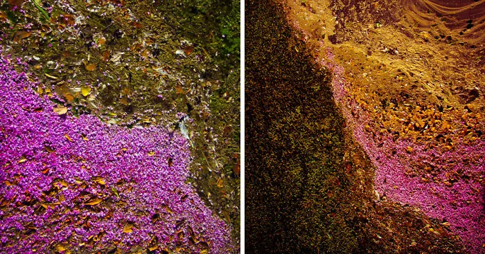 Ecosystem: Impressionism-Like Photos Of The Flowery Surface Of The Lake