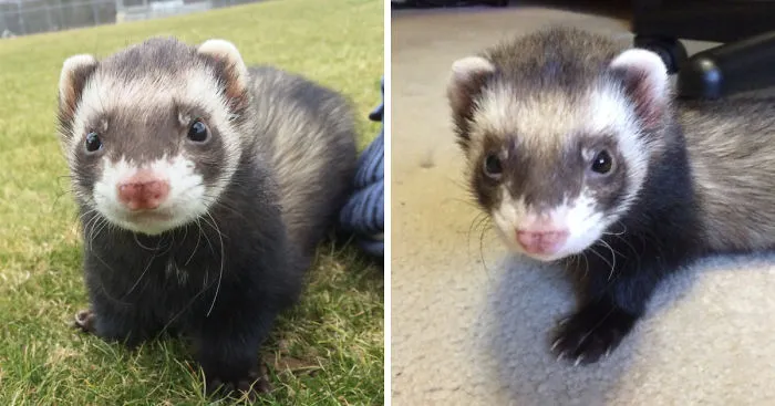 Many Faces Of Adorable Ferret Hyperion