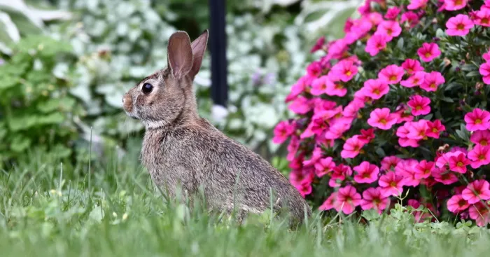 I Photographed A Bunny In My Backyard