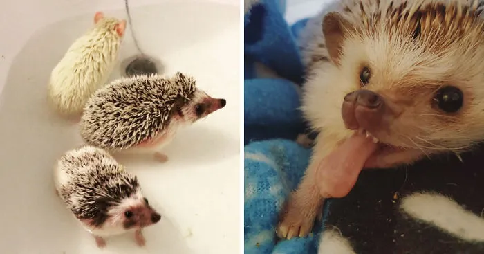 My Cute Tiny Hedgehogs