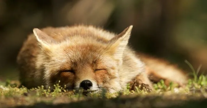 The Dune Foxes Of The Netherlands