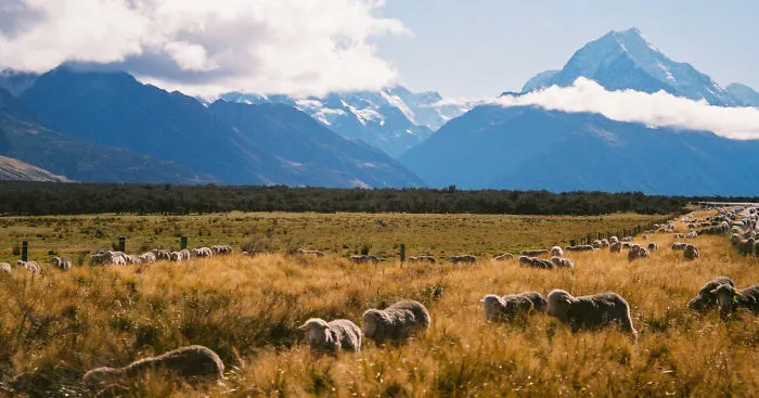Picturesque New Zealand Through My Film Camera Lens (Part 2)